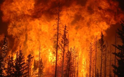 Llamado de la CNC a ayudar en los incendios en Ñuble y Biobío